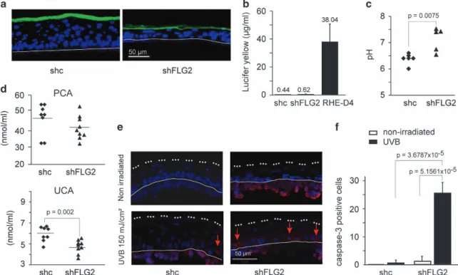 Figure 4 Filaggrin-2 deficiency affects keratinocyte differentiation. (a) Expression of keratin (K)14 and differentiation-associated genes was analyzed by qRT-PCR in shc- shc-RHEs (black bars) and shFLG2-shc-RHEs (gray bars)