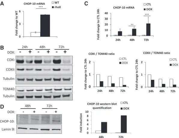 Fig. 1. Disruption of mtDNA expression increases CHOP-10 expression in HeLa cells. CHOP-10 has been studied in 2 different models of impaired protein synthesis within mitochondria.