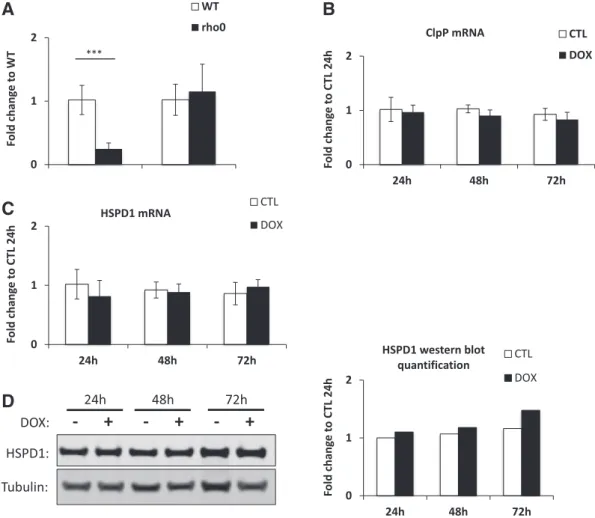 Fig. 2.Impairing mitochondrial protein synthesis in HeLa cells does not increase expression of genes associated with the mitochondrial unfolded protein response