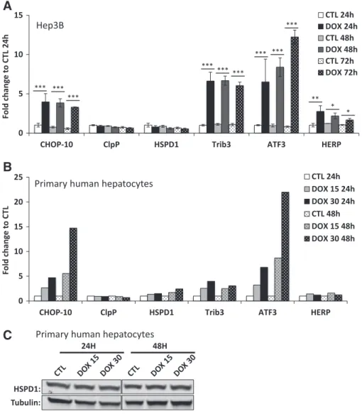 Fig. 4. Doxycycline triggers expression of genes associated with the integrated stress response but not the mitochondrial unfolded response in both cancer and primary hepatocytes.