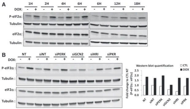 Fig. 5. Doxycycline-induced eIF2α phosphorylation in HeLa cells is dependent on the GCN2 kinase