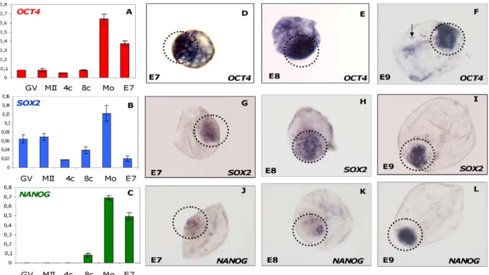 Figure 1. Expression profiles and transcript localization of pluripotency genes during bovine pre-implantation development of the bovine embryos