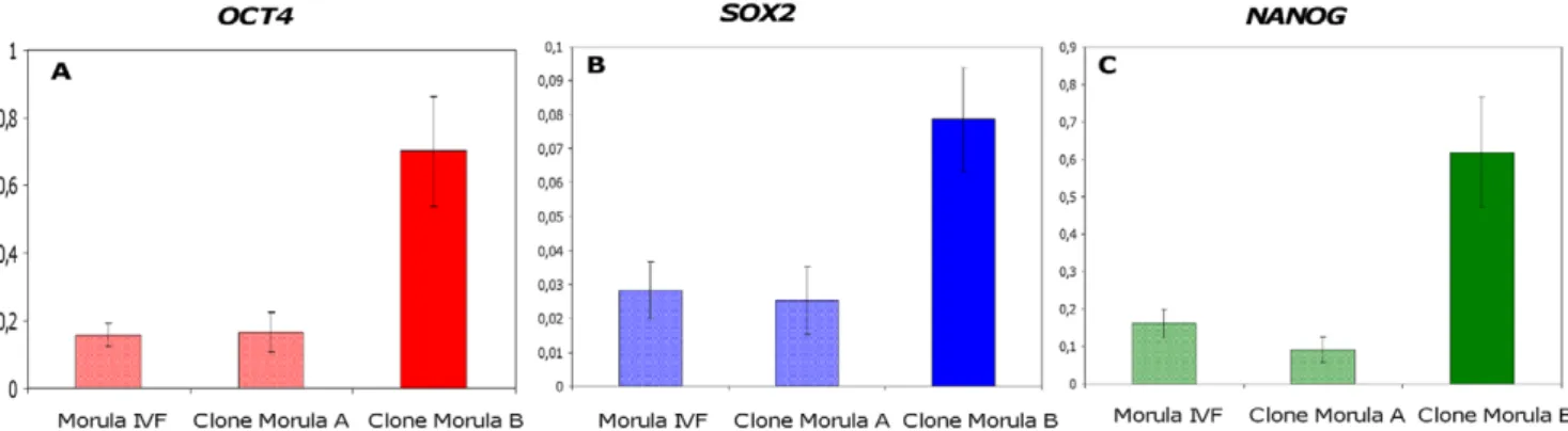 Figure 6. Expression patterns of SP/EP genes in bovine cloned embryos. Expression levels of STAT3, NODAL, HESX1, MEIS1 and ISL1 were determined in bovine cloned morulae (Clone Morula A = better developmental potential and Clone Morula B = poorer developmen