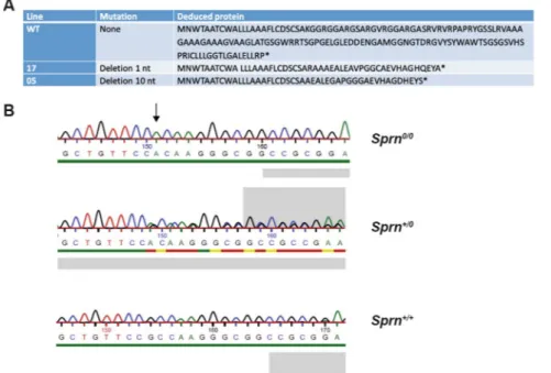 Figure 2.  Sequence analysis of mutant mice. (A) Sequence of Shadoo and protein sequences of mutant Sprn  genes from lines 17 and 05
