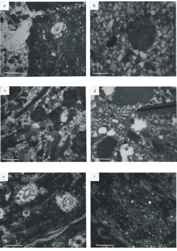 Fig 6. Microfacies. (a) MF1 – sandy conglomerate including mollusk valves and micritic grains (b) MF1 – carbonated intraclast including Microcodium (c) MF2 — fine-grained sandstone with algal ball and mollusk shells (d) MF3 — coarse-grained siltstone inclu