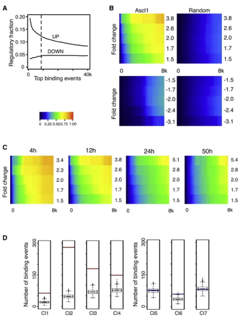 Figure 3. Ascl1 Functions as a Transcrip- Transcrip-tional Activator at a Genome-wide Level (A) Cumulative fraction of Ascl1 BEs considered regulatory by association with upregulated or downregulated genes following a nearest gene annotation