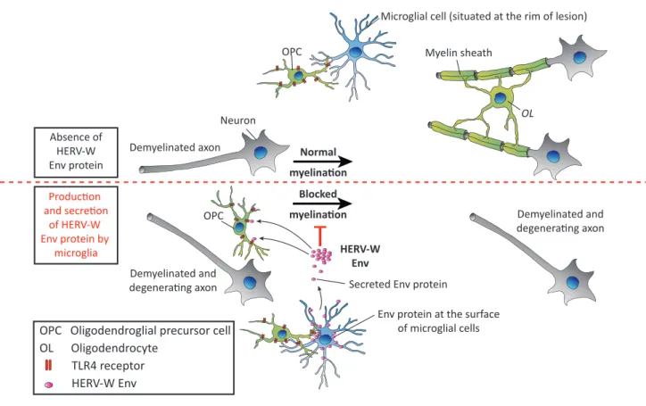 Figure 4. Normal Differentiation of Oligodendrocyte Precursor Cells (OPCs) versus Inhibition of Oligodendroglial Maturation by Human Endogenous Retrovirus HERV-W Envelope (Env) Protein