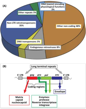 Figure 1. Relative Proportions of Dif- Dif-ferent Types of DNA Sequences within the Human Genome, and the Prototypic DNA Sequence of Complete Human Endogenous  Ret-rovirus (HERV) Genomes