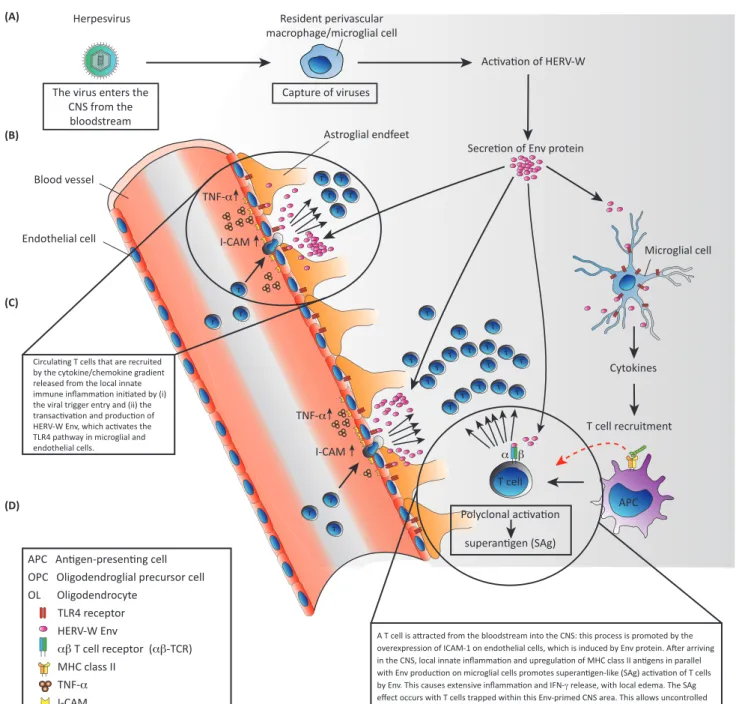 Figure 3. Hypothesized Human Endogenous Retrovirus (HERV)-Mediated Activation Cascades Leading to the Pathogenesis of Multiple Sclerosis (MS)