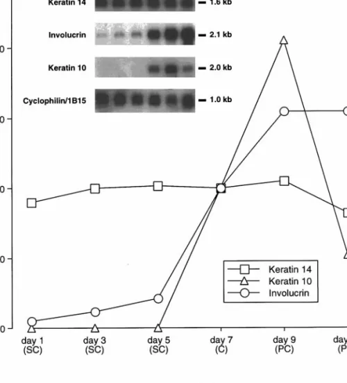 FIG. 2. Modulation of epidermal differentiation-related RNA expression by cell density in autocrine cultures of human keratinocytes.