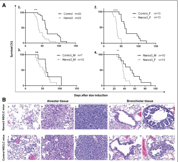 Fig. 4 Female mice developing NSCLC die significantly earlier when ectopically expressing Nanos3
