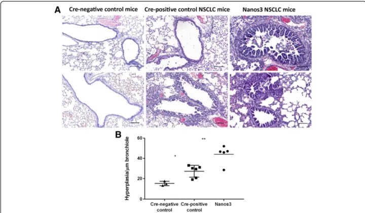Fig. 5 Ectopic Nanos3 expression aggravates bronchiolar hyperplasia in NSCLC mice. a. Our mouse model for NSCLC showed bronchiolar hyperplasia compared to Cre-negative control mice
