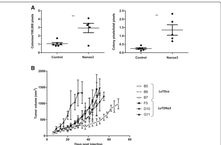 Fig. 7 The effects of Nanos3 on the malignant behavior of lung tumor-derived cells. a