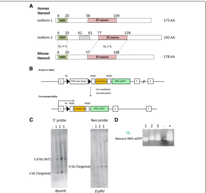 Table S1) on genomic DNA obtained from tails or ears by standard methods.