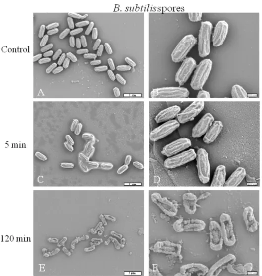 Fig 7. Scanning electron micrograph of B. subtilis spores before and after O 2 gas plasma treatments (100 W; 14 G and 1 sccm), (G x 7,500 for the left column and G x 20,0000 for the right column)