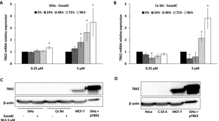 Figure 3. TBX2 mRNA detected in cervical cancer cell lines. TBX2 mRNA relative expression was analyzed using reverse-transcription-quantitative PCR  in (A) SiHa cells and in (B) Ca Ski cells treated with 0.25 or 5 µM of 5azadC for a period of 24, 48, 72 or
