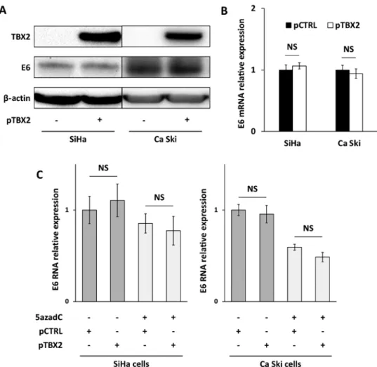 Figure 4. TBX2 is not involved in E6 repression in vivo. (A) E6 protein and (B) mRNA expression in SiHa and Ca Ski cells transfected for 48 h with  pT‑REx‑DEST30/TBX2‑3XFlag (pTBX2)