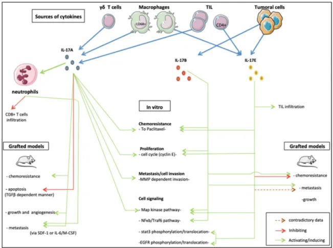 Figure 2. The roles of IL-17 family members in breast cancer.
