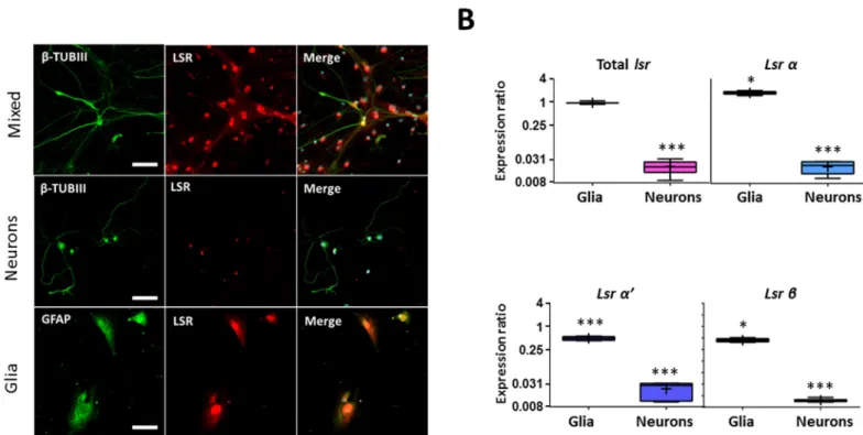 Fig 5. LSR is mainly expressed in glial cells in the CB. (A) Immunocytostaining of primary mixed, pure neuronal and glial cerebellar cell cultures using anti- β-III tubulin (β-TUB III) for neurons, anti-GFAP for astrocytes, and anti-LSR X-25 for LSR