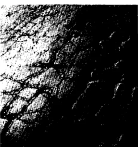 Fig,  10.  F r o s t   damage  on  a  heavy  o l d   s u r f a c e   i n   the  form  of  a  random  pavement  rnosaic  occurring  under  heavy  truclc  t r a f f i c 