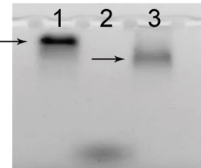 Figure 1. The electropherogram of QDs and  QD–sdAb  conjugates  in  agarose  gel.  Lanes: 