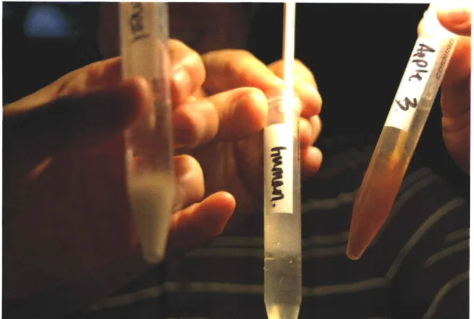 Figure 3.2.  Isolated  samples of apple, oatmeal,  and human DNA,  extracted during the second  DIY biology meeting,  June 2008