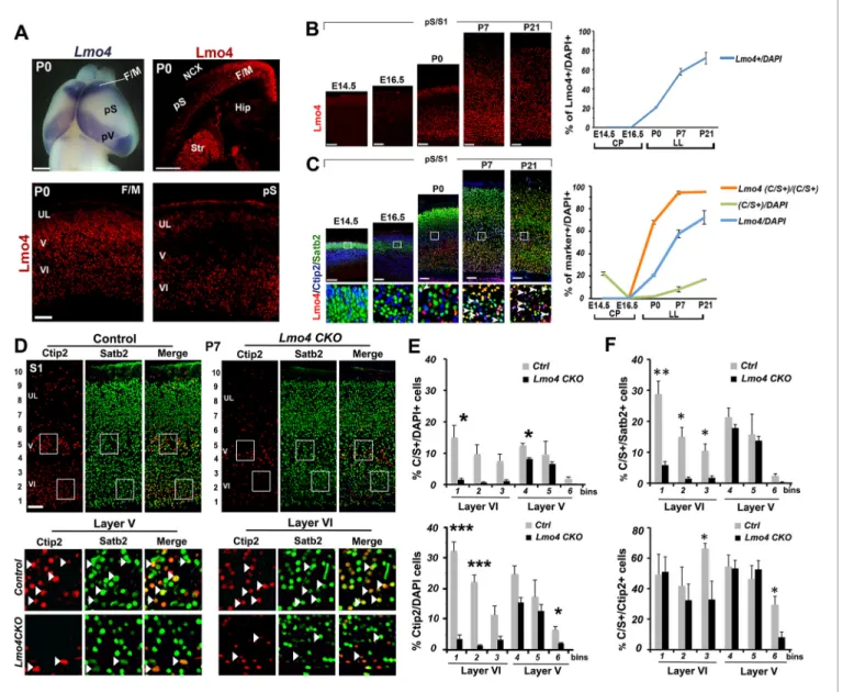 Figure 4. Lmo4 controls the number of Ctip2+ and double C/S+ neurons in the somatosensory cortex