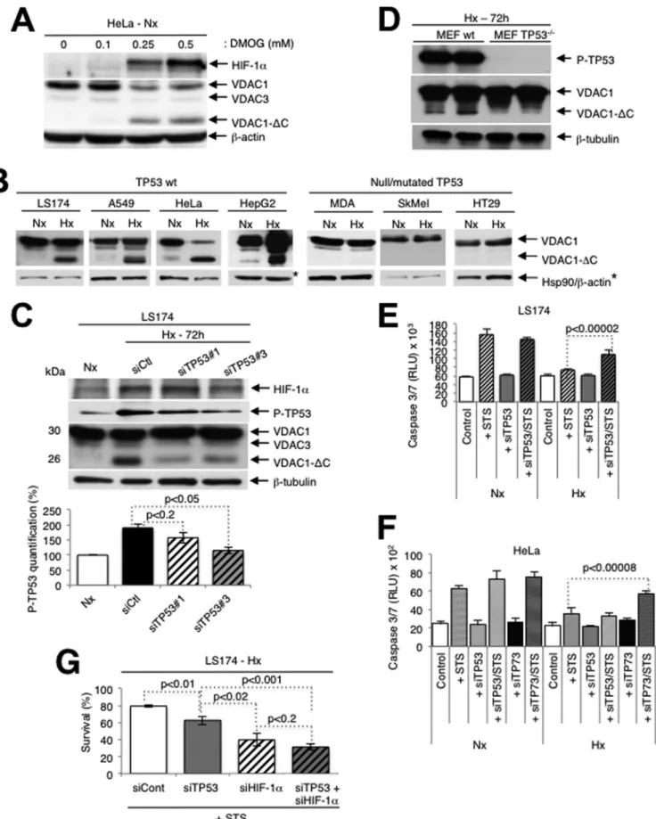 FIG 1 Truncation of VDAC1 requires wild-type TP53. (A) HeLa cells were treated for 24 h with dimethyl-oxalylglycine, and cell lysates were analyzed by immunoblotting for HIF-1 ␣ , VDAC, or ␤ -actin