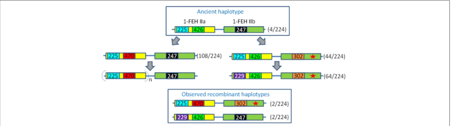 FIGURE 4 | Evolution of the 1-FEH IIa/IIb haplotypes. Numbers reported in the figure refer to the size of PCR products such as scored on an ABi 3130Xl fragment analyzer