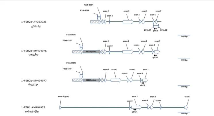 FIGURE 3 | Gene model for three new genomic sequences of 1-FEH I (KM494975) and 1-FEH IIb (KM494976, KM494977) compared to the previously published gene model of 1-FEH IIa (AY323935)