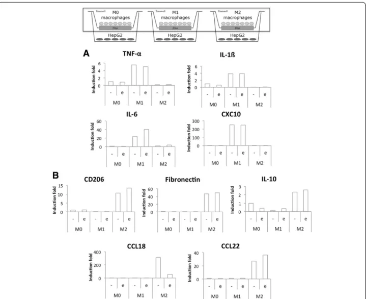 Fig. 7 Study of M1 (a) and M2 (b) polarization marker mRNA expression in co-cultured macrophages