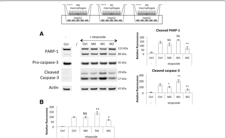 Fig. 9 Modulation of HepG2 cell apoptosis induced by etoposide by co-cultured M0, M1 and M2 macrophages