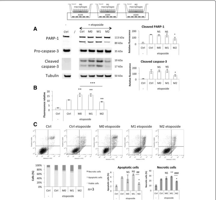 Fig. 10 Modulation of A549 cell apoptosis induced by etoposide by co-cultured M0, M1 and M2 macrophages