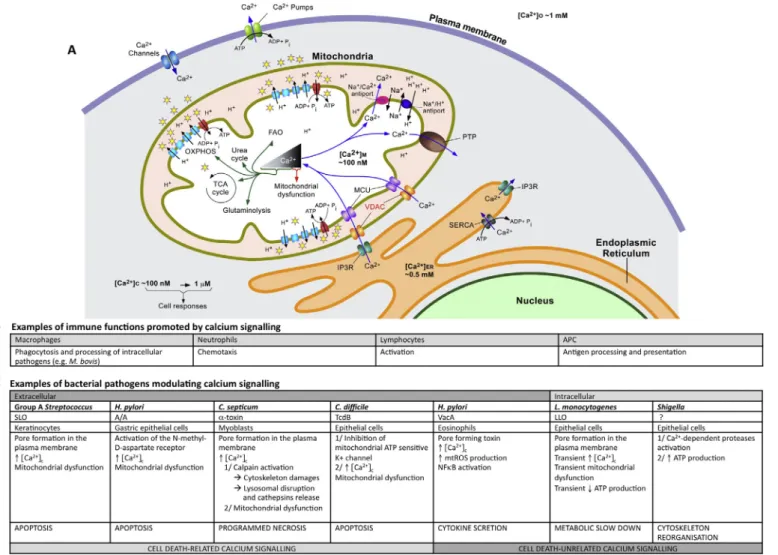 Fig. 2. Mitochondria-associated calcium signalling in host–pathogen relationship. (A) Mitochondrial calcium regulation: The very low basal cytosolic calcium concentration is maintained by the action of several channels and ATPases pumps located either at t