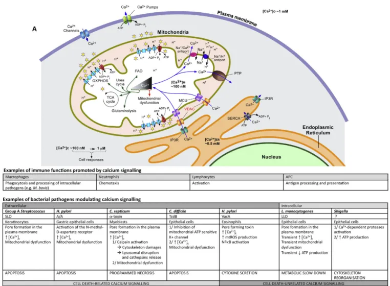 Fig. 2. Mitochondria-associated calcium signalling in host–pathogen relationship. (A) Mitochondrial calcium regulation: The very low basal cytosolic calcium concentration is maintained by the action of several channels and ATPases pumps located either at t