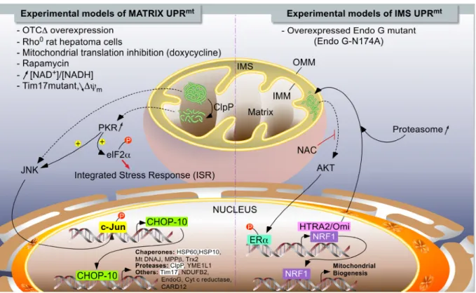 Figure 1. The UPR mt  models in mammalians. Two major independent models of UPR mt  have  been described