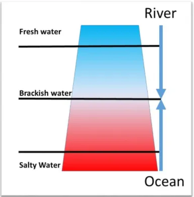 Figure 1.  -  The general salt-freshwater gradient in estuaries follows this cline, between Ocean and River  conditions