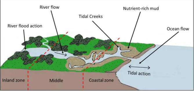 Figure 3. -  General geomorphologic variation between inner and coastal estuary portions.