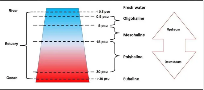 Figure 4. -  Estuarine up-down stream salinity gradient and related ecological sectors