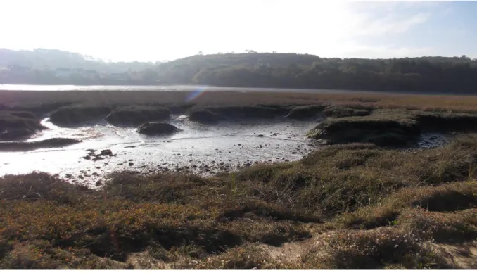 Figure 9 - Aulne estuary lower portion. The salt mud and meadows community, from glasswort, up to  Halimione portulacoides coenoses, on salt mud tidal creeks