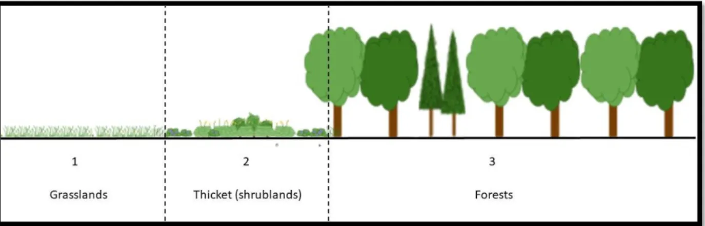 Figure 16.  -  Theoretical spatialization in a series, following the secondary succession in a Tessella (1 to 3)