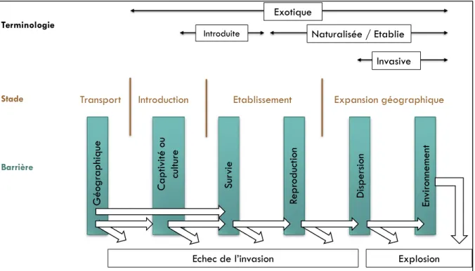 Figure In-1 – Etapes générales du processus d’invasion biologique.  