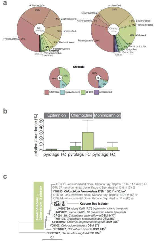 Figure 2.  Microbial diversity in Kabuno Bay. (a) Pie charts showing relative sequence abundances of  retrieved bacterial phyla, with detailed hierarchy for the Chlorobi phylum, detected in epilimnetic (left,  E), and chemocline (right, C) waters of KB