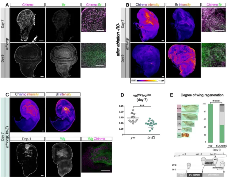 Fig 7. The Chinmo-to-Br switch restricts regenerative capacity. (A) Before d7 ablation, Chinmo (magenta) is highly expressed and Br (green) is low, whereas Chinmo is low and Br is highly expressed at d9