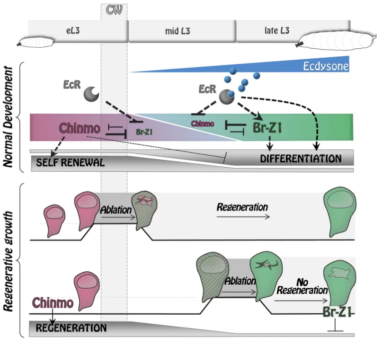 Fig 9. Ecdysone coordinates self-renewal, differentiation, and regenerative potential with developmental progression via the Chinmo/Br bistable loop.
