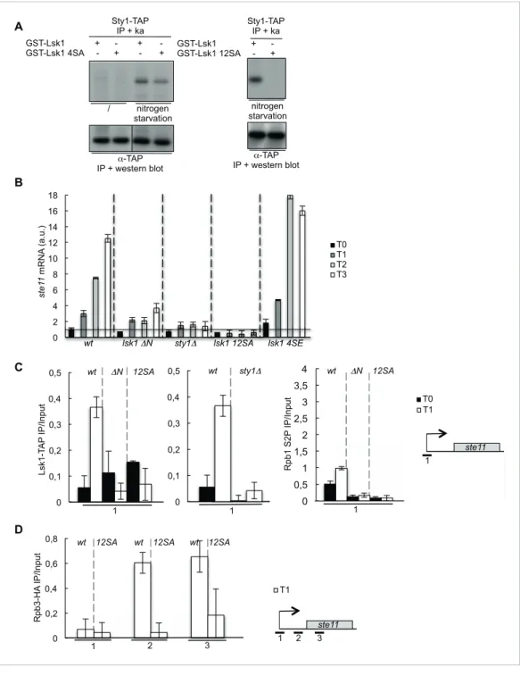 Figure 5. The phosphorylation of Lsk1 by Sty1 is required for CTD S2 phosphorylation in the 5 ′ proximal region of the ste11 gene
