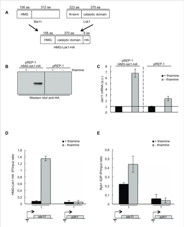 Figure 6. A chimeric HMG-Lsk1-HA protein induces ste11 expression independently of nitrogen starvation.