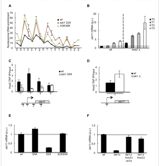 Figure supplement 1. HDAC-dependent control of ste11 expression by CTD S2P independently of Gcn5.