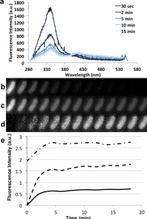 Figure 5.  Correction of Photobleaching and Photoadducts. (a) Average Spectrum of 5 single bacterium under  275 nm excitation acquired every 30 seconds