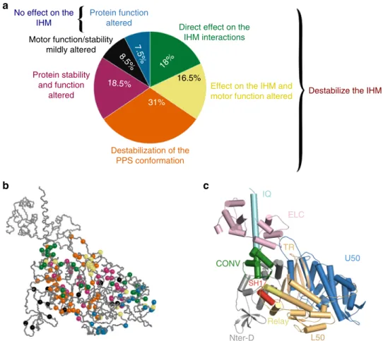 Fig. 5 Structural and functional consequences of 178 HCM mutations. a The chart pie represents the proportion of mutations belonging to six classes depending on their effect on the structure, the function and the stability of the IHM